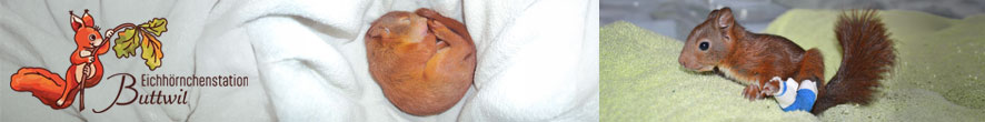 Eichhörnchenstation - Topbanner - BE