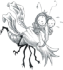  Moskito-Würger Diepflingen